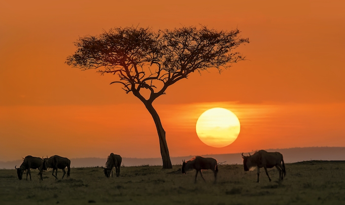 A lion on the Savannah during sunset